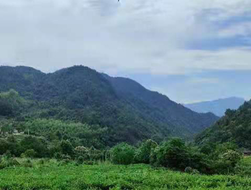 湖北卓越集團(tuán)英山有機(jī)茶廠